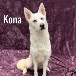Kona