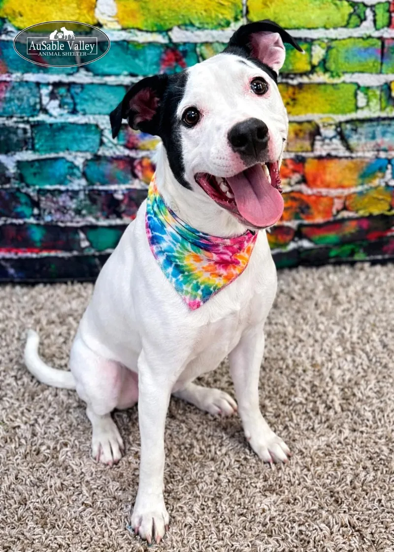 Charlie Chaplin thumbnail 4