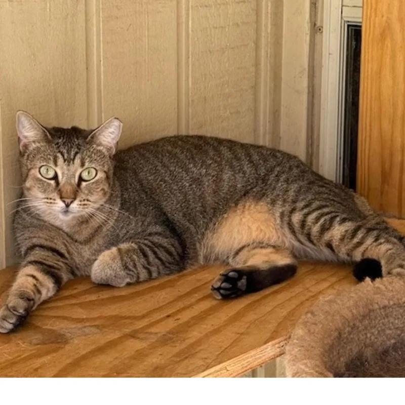 Big Boss thumbnail 2