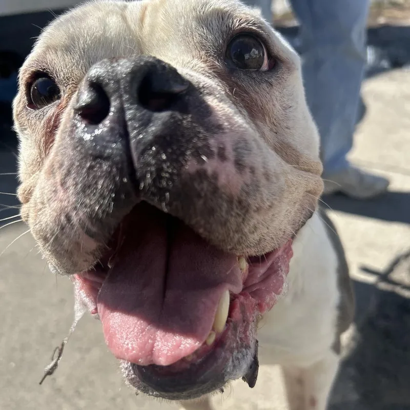 Ciabatta thumbnail 2