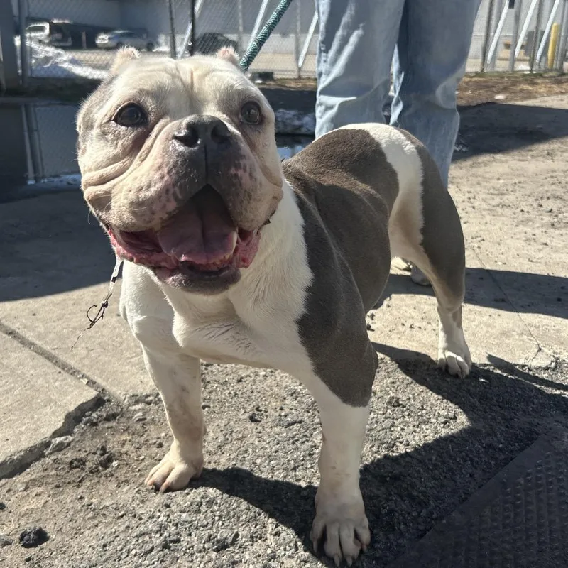 Ciabatta thumbnail 3