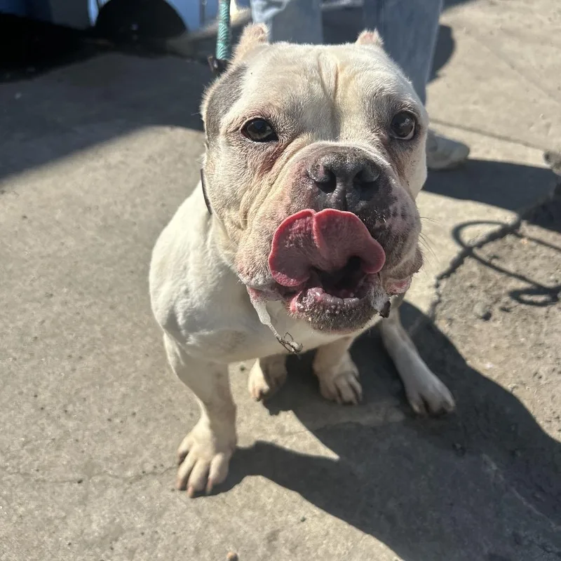 Ciabatta thumbnail 4