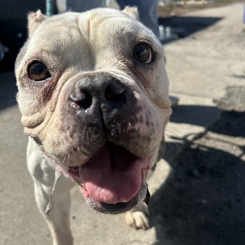 Ciabatta thumbnail 5