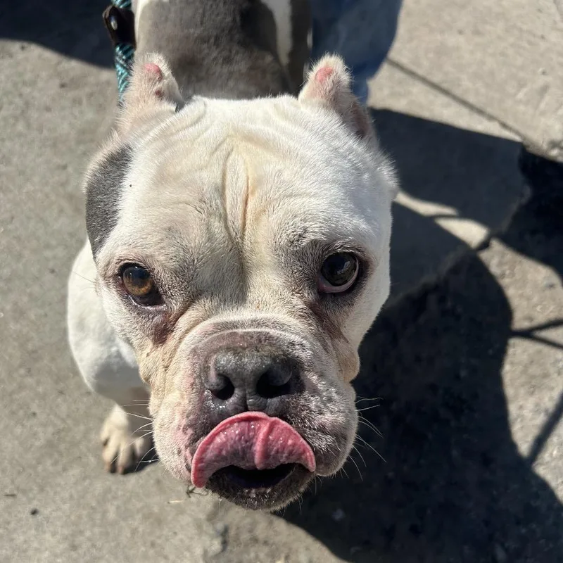 Ciabatta thumbnail 6