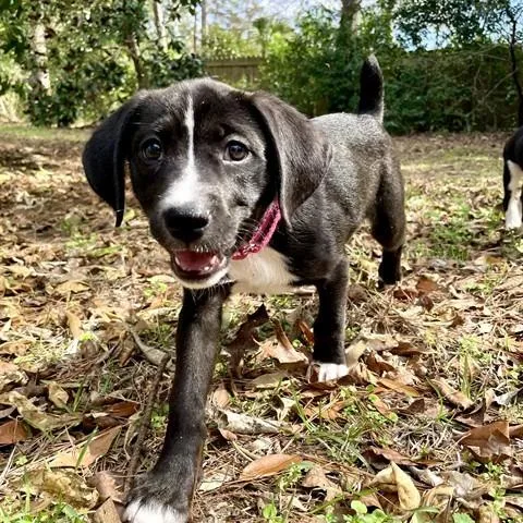 Penelope thumbnail 3