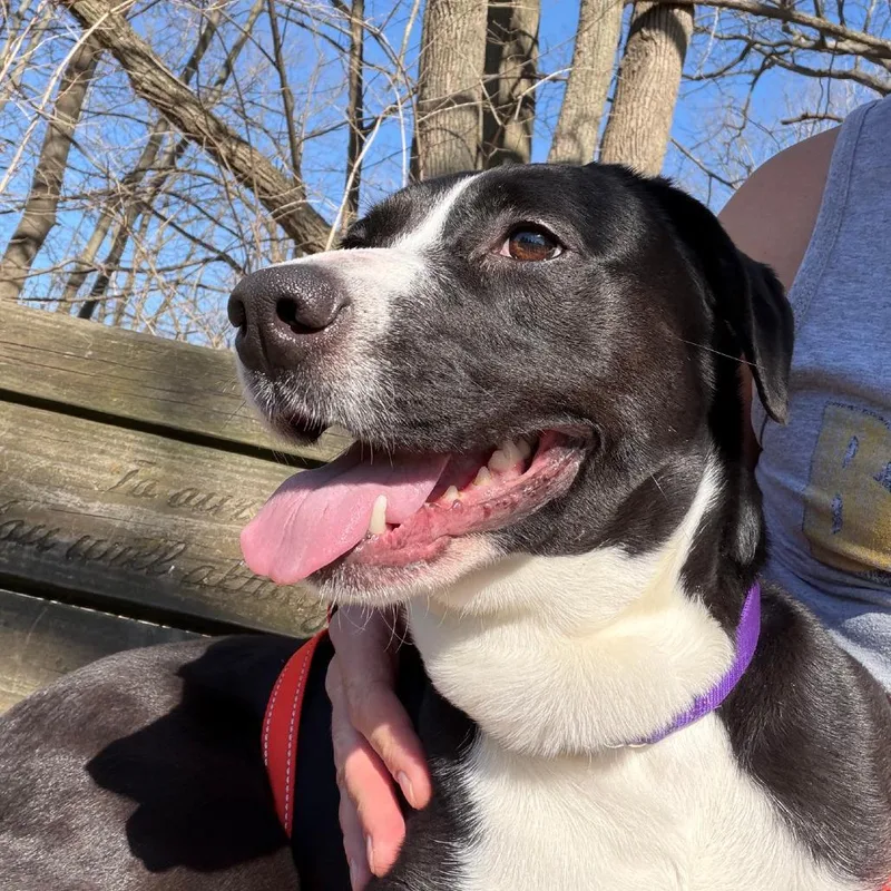 Bonnaroo thumbnail 5