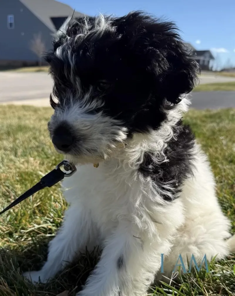 Minestrone thumbnail 3