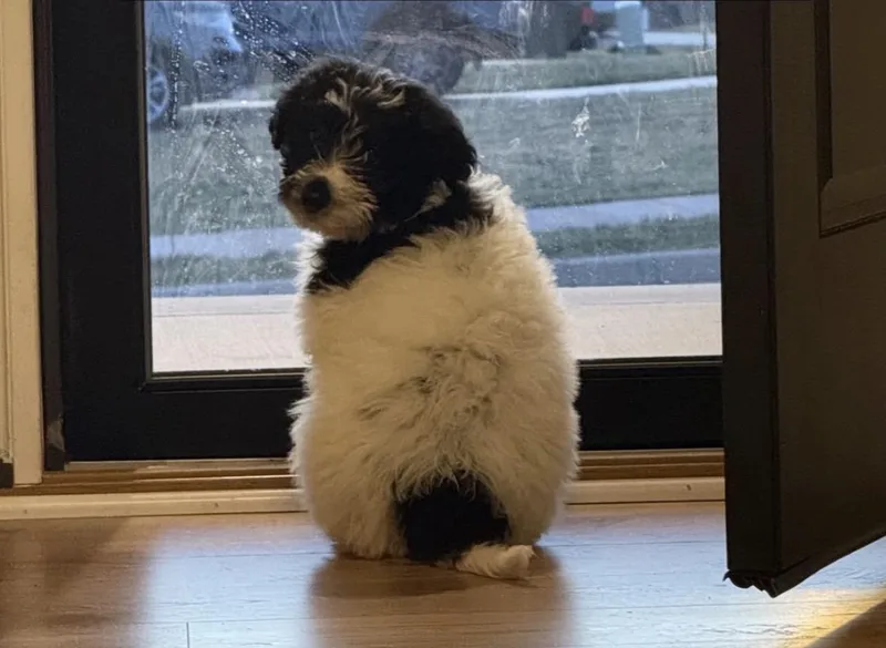 Minestrone thumbnail 4