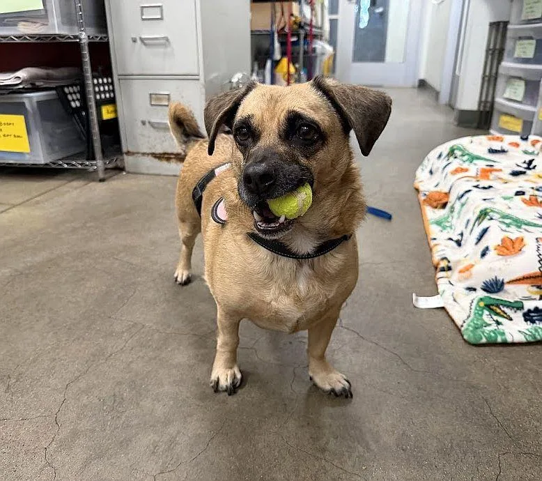 Sugar Cookie thumbnail 2