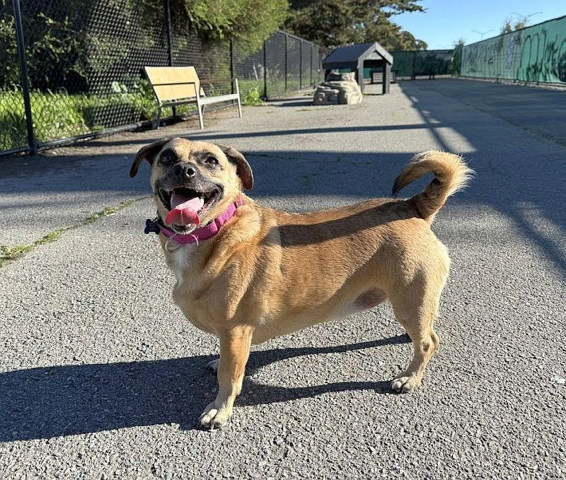 Sugar Cookie thumbnail 3