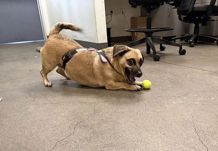 Sugar Cookie thumbnail 4