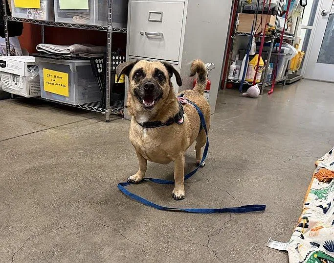 Sugar Cookie thumbnail 5