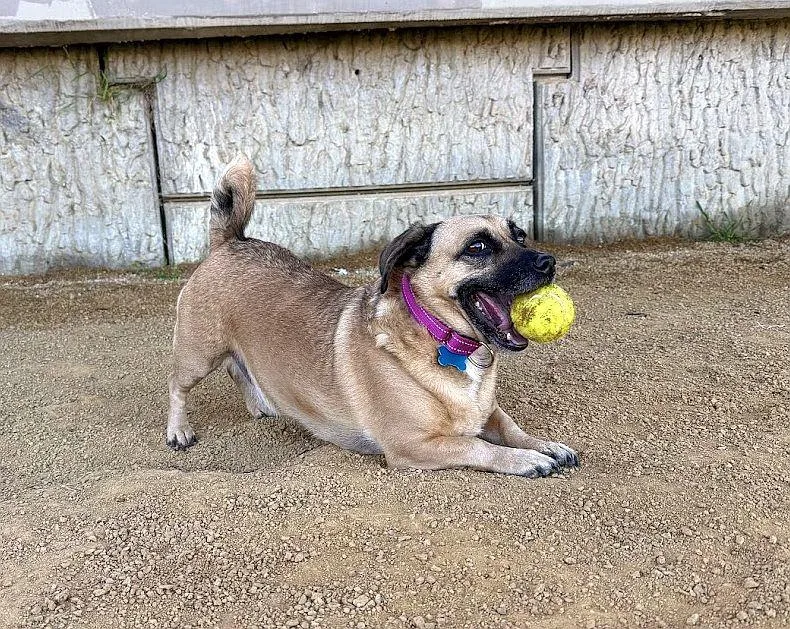 Sugar Cookie thumbnail 6