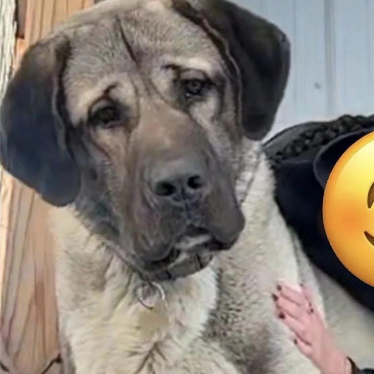 Effendi Troy Nh thumbnail 2