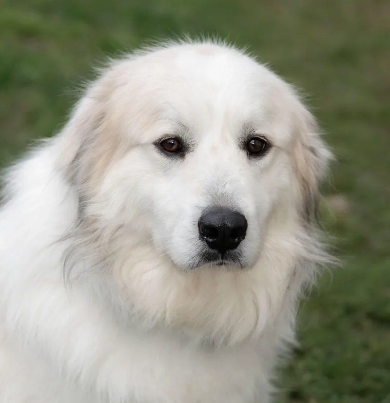 Fernando thumbnail 2