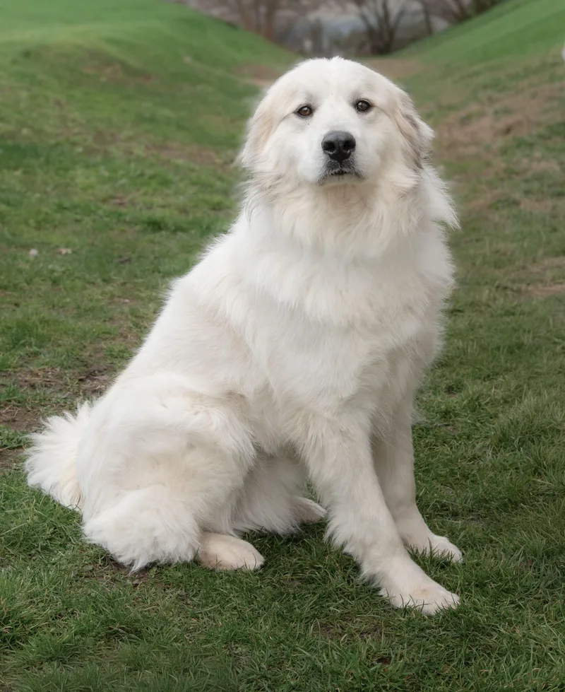 Fernando thumbnail 3