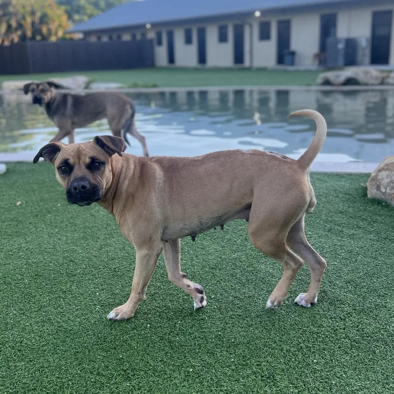 Cinnamon thumbnail 2