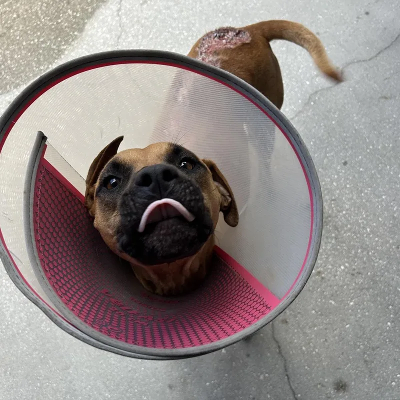 Cinnamon thumbnail 3