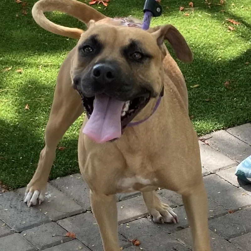 Cinnamon thumbnail 4