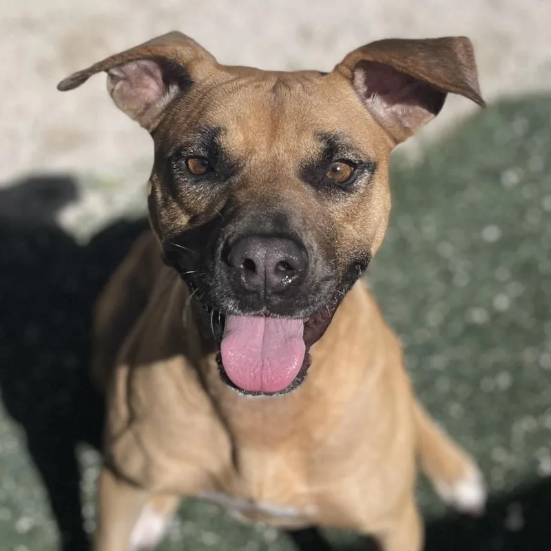 Cinnamon thumbnail 5