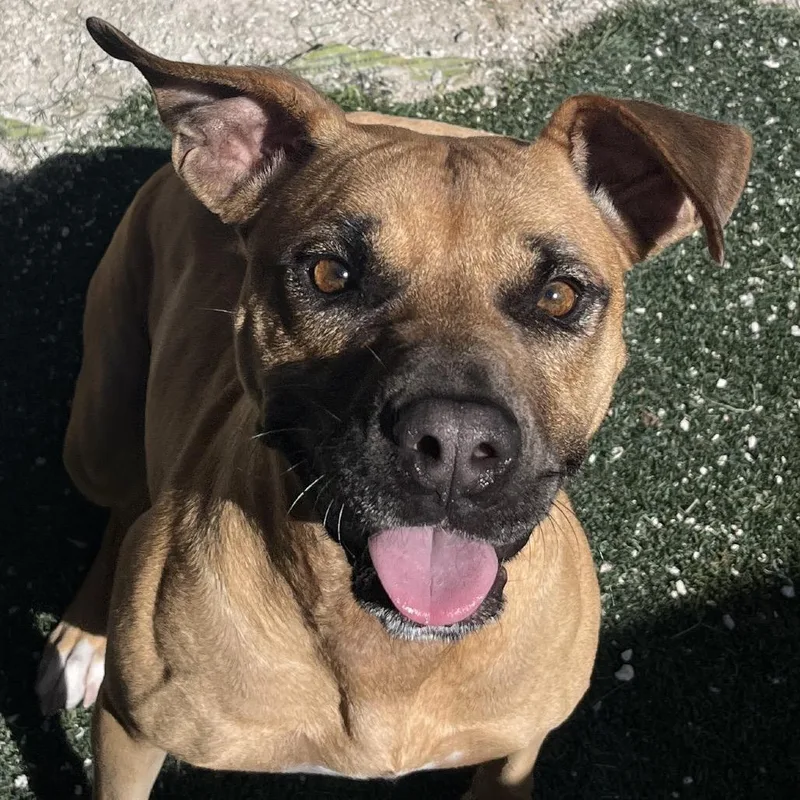 Cinnamon thumbnail 6