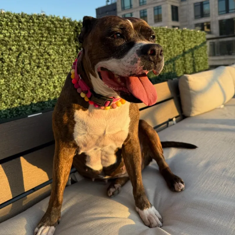 Sheba Love thumbnail 2