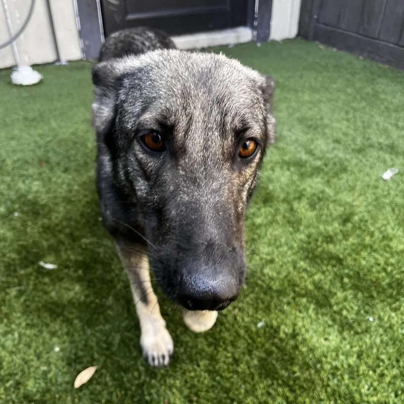 Sterling thumbnail 2