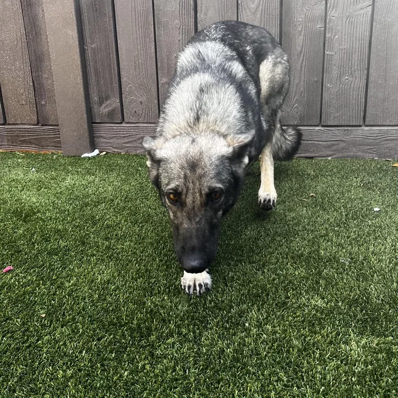 Sterling thumbnail 3