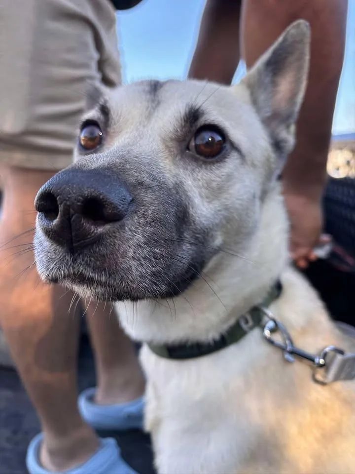 Lucky Female Shepherd Needs