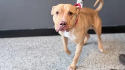 Lt Chewie thumbnail 2