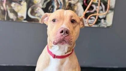 Lt Chewie thumbnail 3