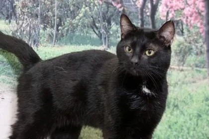 Blackjack thumbnail 2