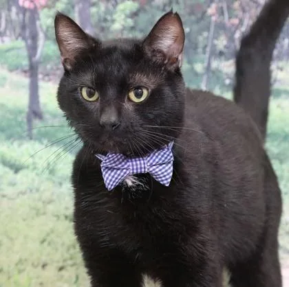 Blackjack thumbnail 3