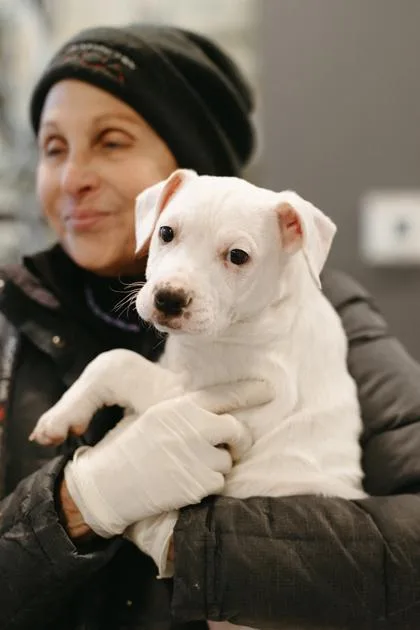 Bluey Fka Pup thumbnail 3