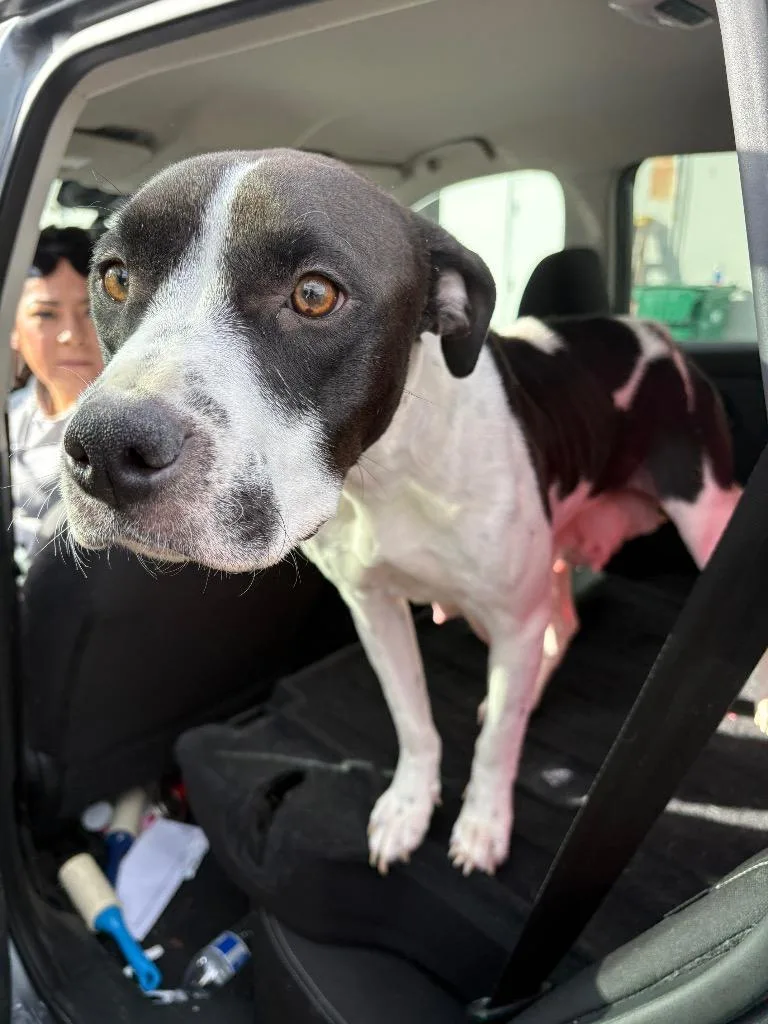 Beni Jeri thumbnail 2