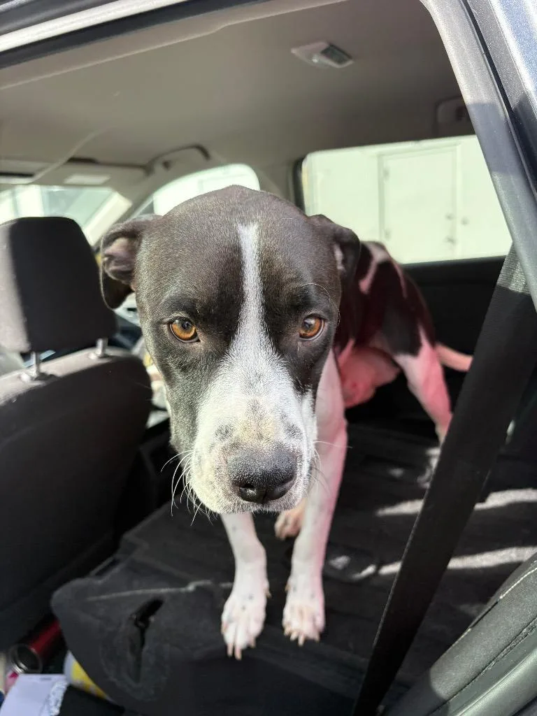 Beni Jeri thumbnail 4