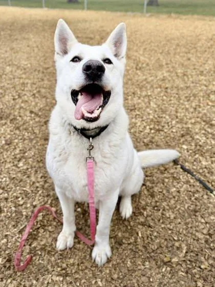 Wolfgang thumbnail 3