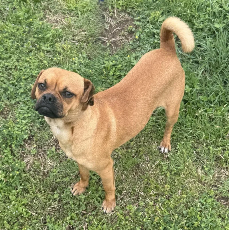 Mr. Puggle thumbnail 2