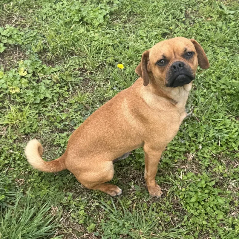 Mr. Puggle thumbnail 3