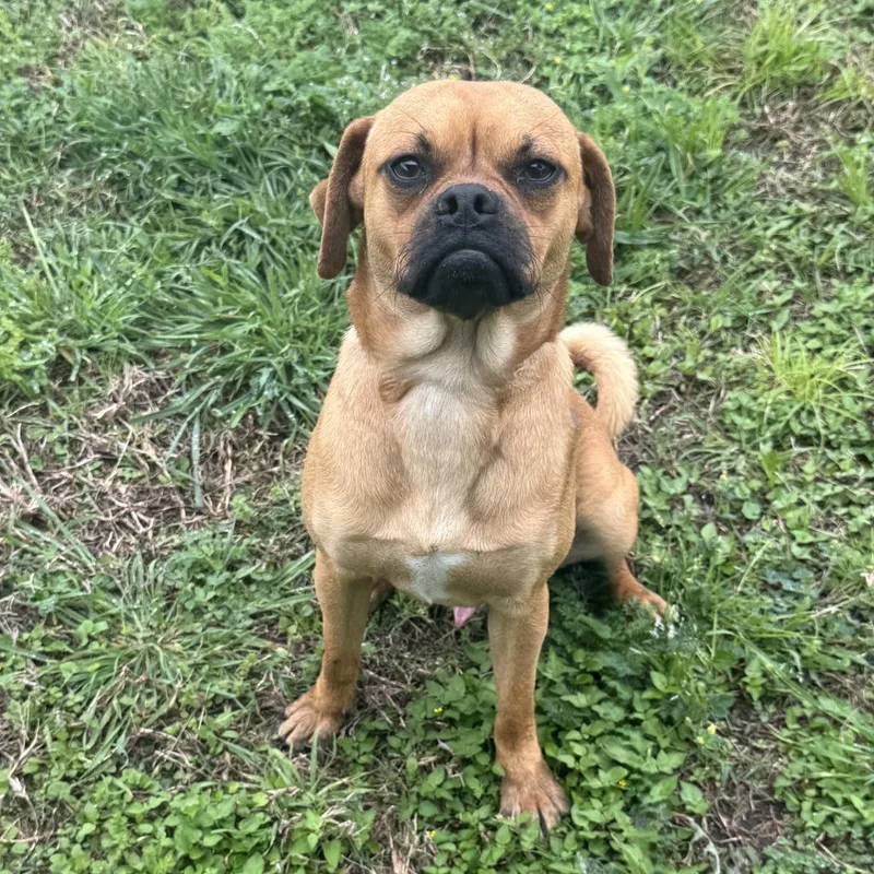 Mr. Puggle thumbnail 4