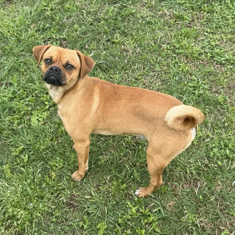 Mr. Puggle thumbnail 5