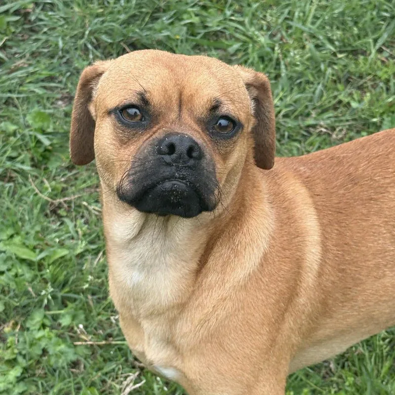 Mr. Puggle thumbnail 6