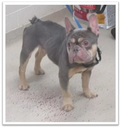 Chachi Now Called Koda