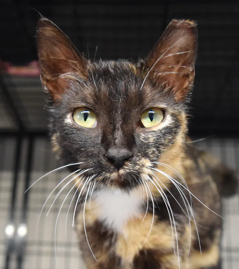 A baby medium-sized female Calico Domestic Short Hair cat named Chalupa for adoption in Bulverde, TX