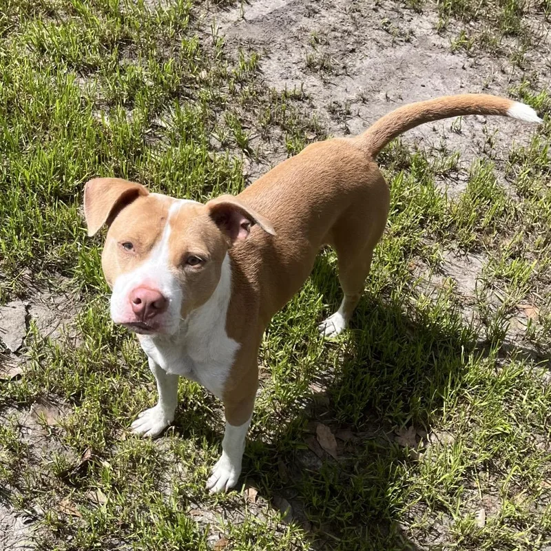 Danny Phanton thumbnail 2