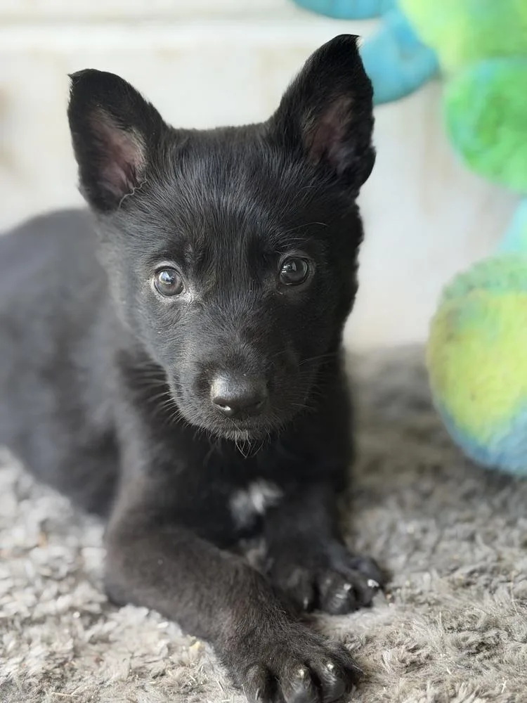 Itsy Bitsy thumbnail 2