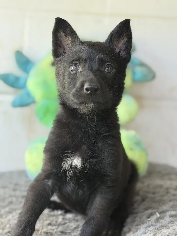 Itsy Bitsy thumbnail 3