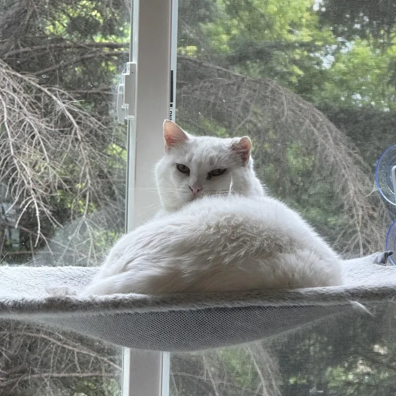 Snowbell thumbnail 2