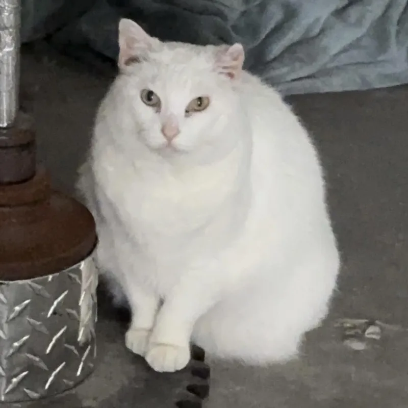 Snowbell thumbnail 3