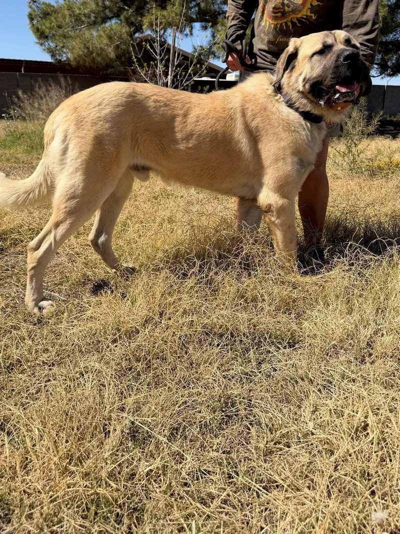 Rob Thomas thumbnail 2